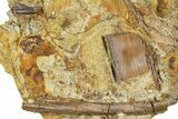 Sandstone with Hadrosaur Tooth, Tendon & Bones - Wyoming #370619-1